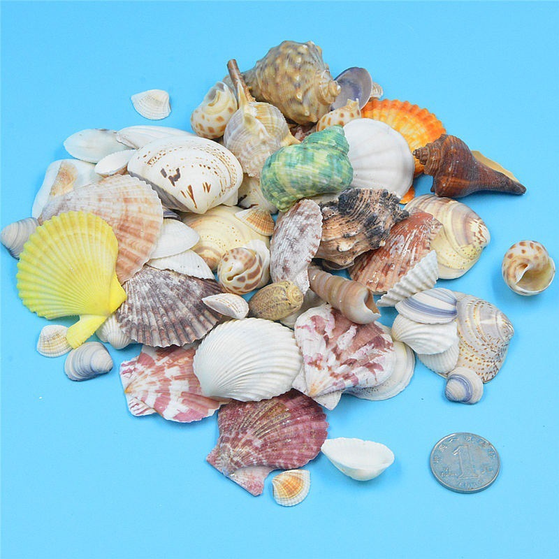 Correo de ajo hawaiano Barbacoa grande Vieira Bandeja de abanico Bolsa de concha grande Ventilador de media concha al vapor Blanco