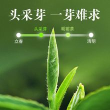 信阳毛尖2明前新茶春季嫩芽一级散装罐装型绿茶茶叶批发一件代发