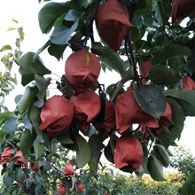 Դͷ�������������˹��ڷ�ר�ø߻���Ӵ��滨��