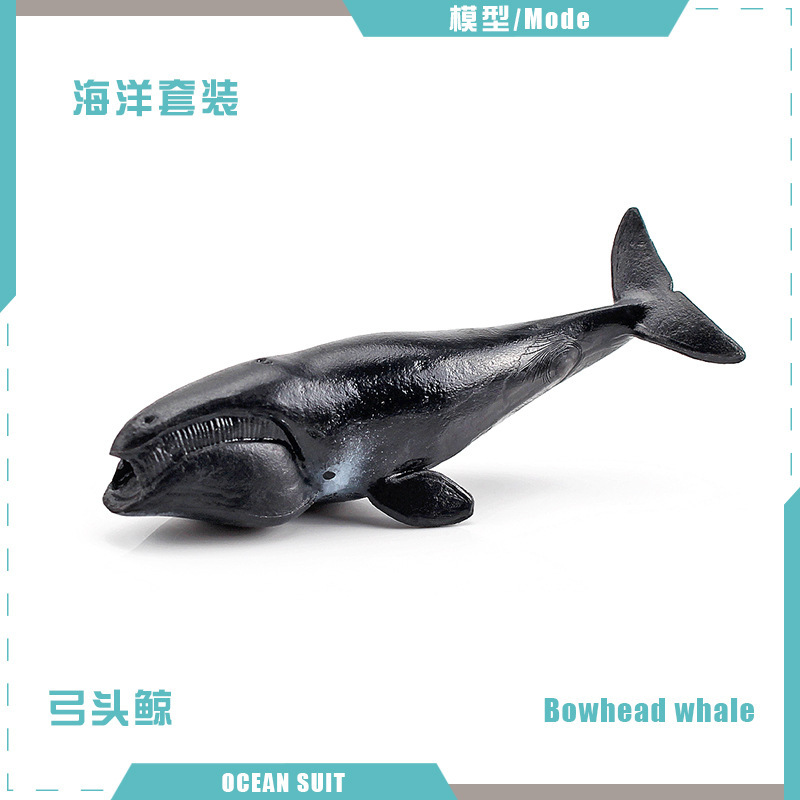 Ballena cabeza de arco BL-5158 11g