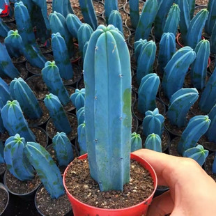 ����ľ����������������ƶ���ֲ��͏d���W�҃Ⱥ��B����