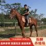 个人养殖改良景区蒙古马
