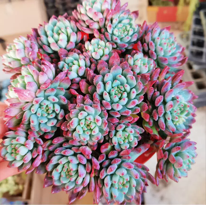 Синее яблоко, сочный старый сучок с множеством головок, большое растение, зимнее суккулентное растение с кровавыми пятнами и пухлой текстурой.