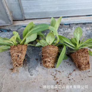 Morning Glory Plug Seedlings Qingzhou Grass Florals Seasonal Florals Petunias Park Community Municipal Greening