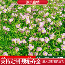 出售花海专业草籽美丽月见草种子夜来香粉花月见草浆果苗木花卉