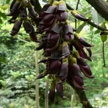 Глициния саженец вьющиеся виноградные растения/вечнозеленые конопляная лоза цветок Рассада/Воробей цветок Рассада/золотисто-желтый конопли лоза рассада