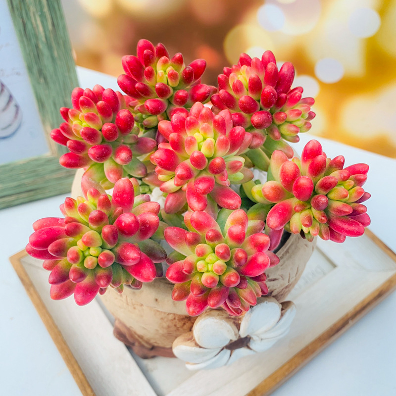 多肉植物老桩虹之玉群生肉肉花植物组合盆栽稀有品种绿植大颗好养 种苗花卉网