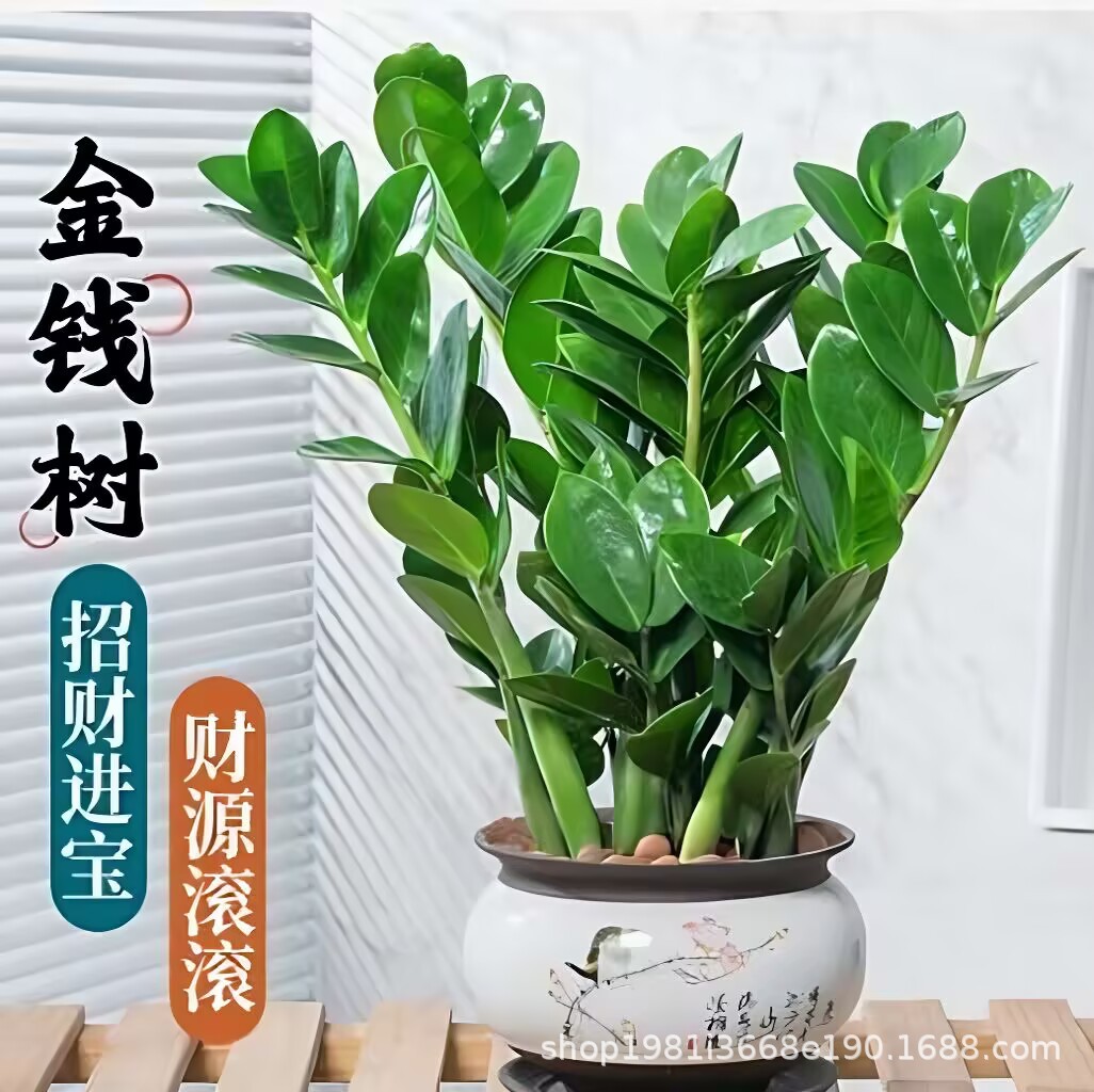 金钱树盆栽植物室内花卉四季常青好养活绿植大摇钱串子办公室桌面