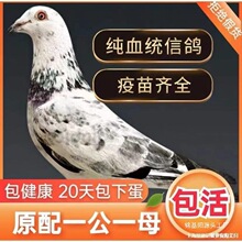 Ѫ�y�^�p�����ӻ�һ��ԭ��������������N��С�����w����ِ��