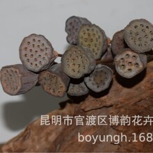 ✅【小莲蓬】 禅意艺术家居装饰 拍摄道具干花批发