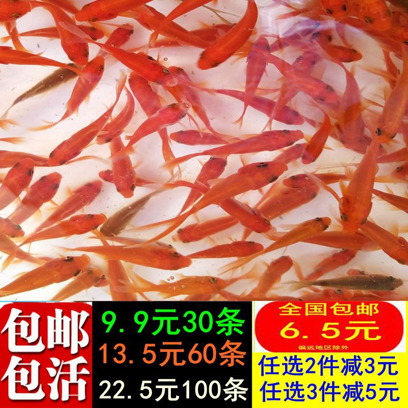 Live ornamental goldfish, cold-water koi, small goldfish, live fish, dragon-eye fish, butterfly-tail fish, tank-bred fish, fish food, free shipping Live ornamental goldfish, cold-water koi, small goldfish, live fish, dragon-eye fish, butterfly-tail fish, tank-bred fish, fish food, free shipping