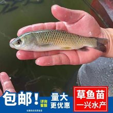 淡水养殖草鱼鱼苗活体草皖鱼苗半斤食蚊鱼大苗饲料四大家鱼草鱼苗