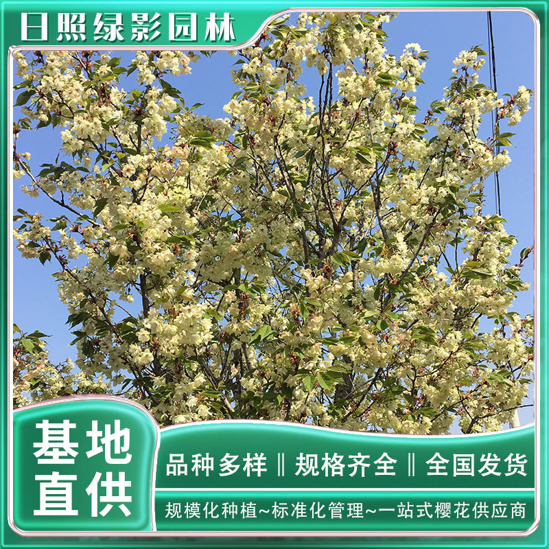 7456667741302453700 副本.jpg