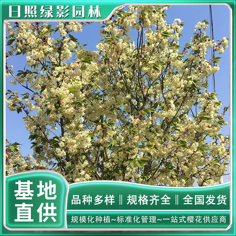 8 см тюльпан вишня выращивания базы зеленая тень сада Тюльпан вишня саженец цитата