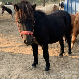 鲜/活禽类;皮毛工艺品;景观雕塑