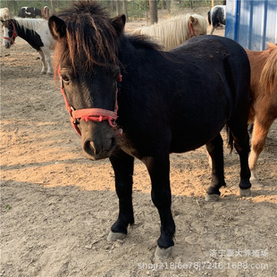 ��ͯ�T��С���R���l �^�p�±����R �O���m���R�Rƥ ��܇�R���R