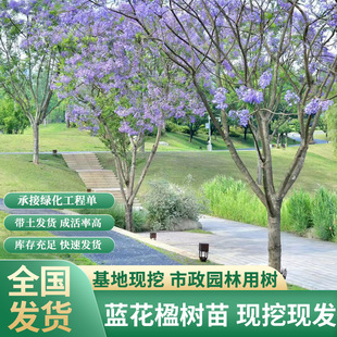 �Ĵ��ɶ����ԾG����ľ�{��麘����{�F���L�������������ľ