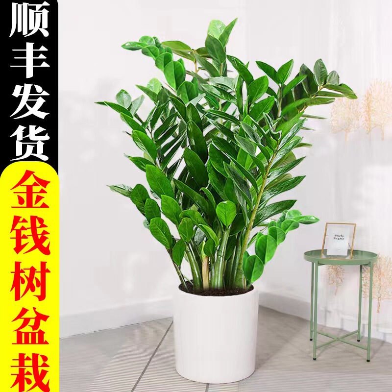 Money Tree Potted Indoor Living Room Large Green Plant Fortune Tree Office Opening Gift Front Desk Money String Green Plant