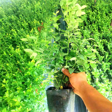 ɽ�|�{ݮ����� �����{ݮ�� �����{ݮ��Ʒ�N ������� L.1�{ݮ