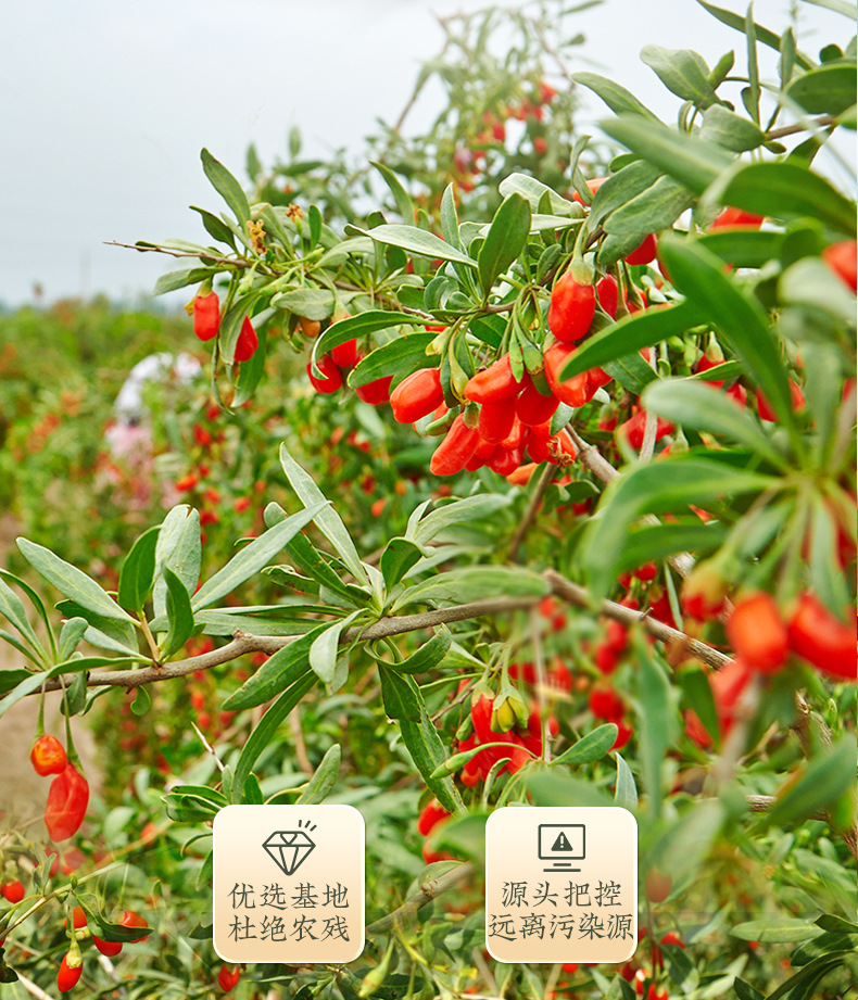 Ningxia Premium Goji Berries Gou Qi Zi Dried Wolfberry for Tea and Wine Soaking 500g specifications