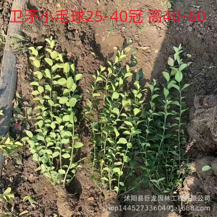 Евонимус малый шарик, евонимус большая чашка, рус гладкая, цветовой блок, инженерное озеленение, куст евонимус, малый шарик, корона 40-50-60