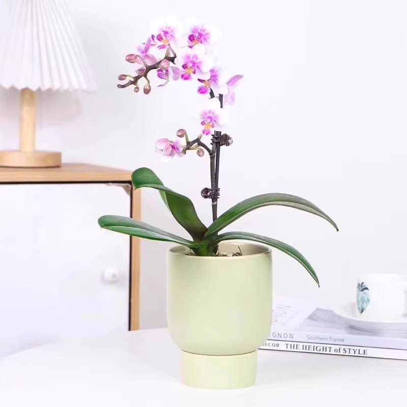 orquídea mariposa con brotes de flores planta en maceta sala de estar orquídea planta de interior flores en todas las estaciones buena para alimentar dendrobium orquídea planta verde image 39