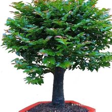 名贵小叶紫檀盆景植物盆栽办公室客厅桌面室内绿植好养活四季常青