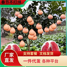 һ�����l���Ә���t�ļt�����ּ޽ӹ�������Ϸ������Nֲ����Y��