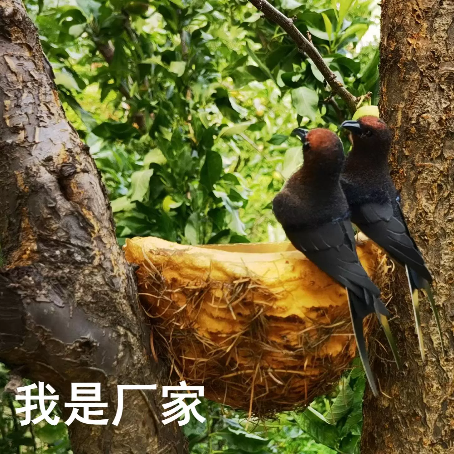 Фабрика прямая модель животных моделирование пены материал птица Ласточка Птичье гнездо птица моделирование Ласточка украшение