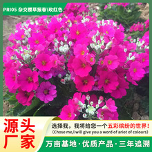 源头厂家欧洲报春花种子 欧洲樱草 德国报春春夏播种观花花卉种子