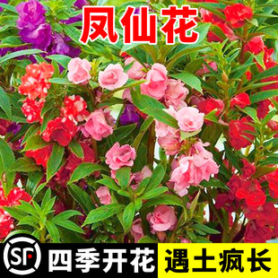 �ذ��P�ɻ��N����ָ�׻���̫ꖻ��N��С�r�������ɫ�ļ����N�_��