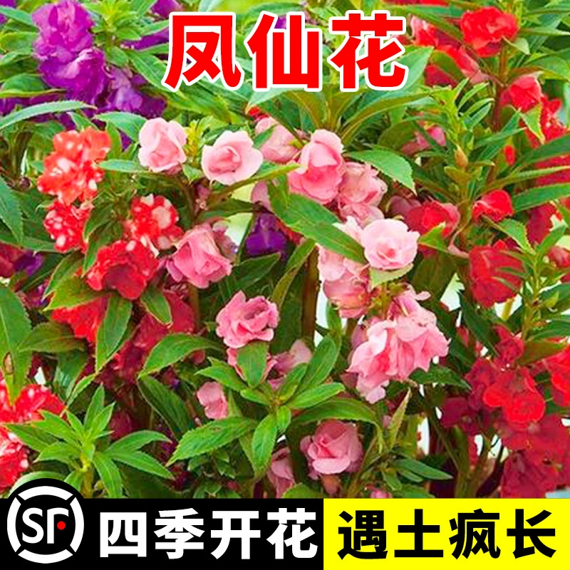 Семена двуцветковой импатиенсы, ногтевые цветы, семена подсолнечника, маленькие ромашки, смешанные цвета для улицы, посев и цветение в любое время года.