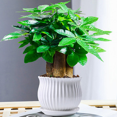 フォーチュンツリー 小型鉢植え 花と緑の植物 オフィスでホルムアルデヒドを吸収するポトス シュラクタス 水耕栽培ツリー 鉢付きで育てやすい