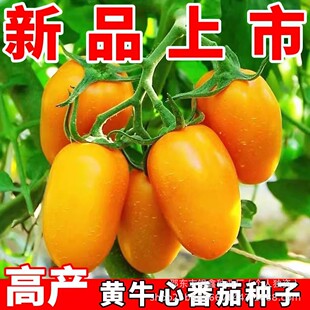 �Sţ��С���ѷN���S�}Ů�������t���N��ԭ�b�Ϲ��ļ��߲˷N�Ӵ�ȫ