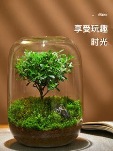 Wholesale large diameter ecological bottle green moss micro landscape glass cylinder bonsai ornaments landscaping bonsai creative green direct sales
