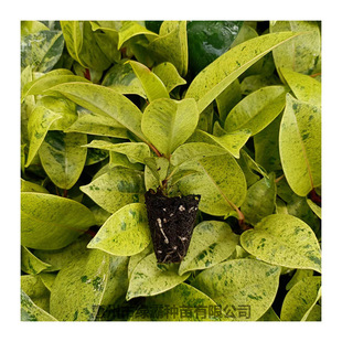 New Product Recommendation: Matcha Miss Rubber Tree Freckles Miss Landscape Plant Saplings Tissue Culture Seedlings Green Plant Wholesale