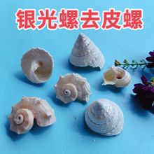 天然贝壳银光灯螺去皮螺水族箱造景工艺品装饰塔螺