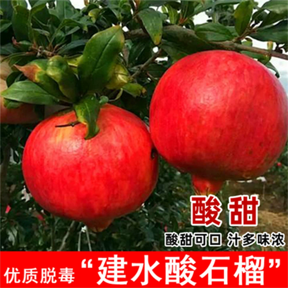 Рассада гранатового дерева Санбай Гранат Рассада Двор Морозостойкие и морозостойкие Юг-Север Посадка Саженцы плодовых деревьев года