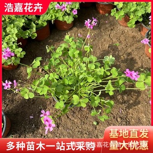 Red Flower Pulp Grass Lucky Grass Is Potted Flower Base Wholesale Red Flower Pulp Grass Lucky Grass