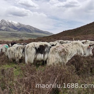 ��ԭ��ţ �ݱ��ţ ���q���q�����ţ�r�� ���C��ף�ך�ţ�r��