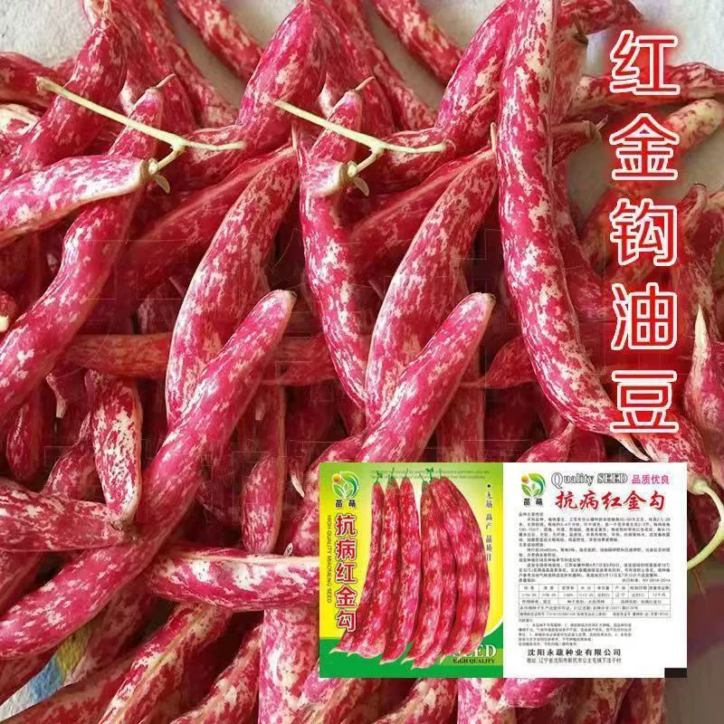 Красное золото крючок семян фасоли высокая урожайность четыре сезона посев весна и осень кадр фасоли северо-восток фасоли семена фасоли овощных семян