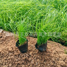 紫穗狼尾草杯苗盆栽基地供应 公园道路花坛绿化工程用苗 根系发达