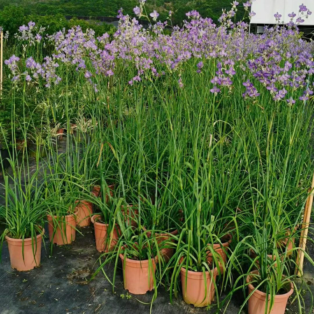 2207 база оптовая поставка гигантских бамбуковых полынь 0,5-1,5 метра