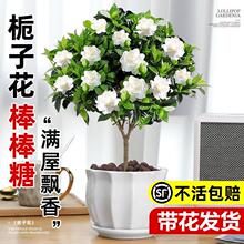 ���U�����Ǘd�ӻ��Ϙ����Ԏ����������ļ��_���Gֲ�҃�����B����