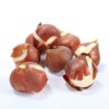 Base wholesale tulip species balls are packed in various colors of domestic size tulip pot planting ball seedlings