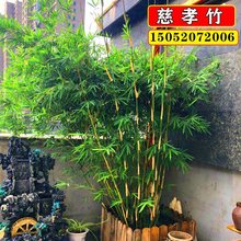 竹子苗慈孝竹庭院造景竹观赏竹四季种植丛生竹大型窝竹阳台盆栽竹