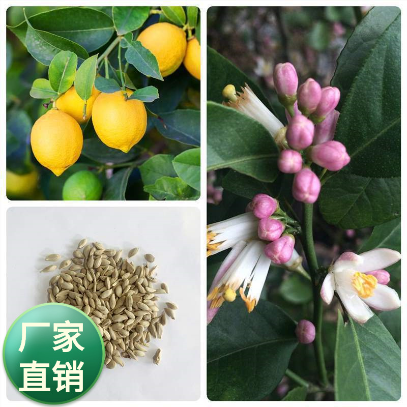 柠檬种子橘子种子柚子种子橙子种子枸橘种子桔子种子水果果树种籽
