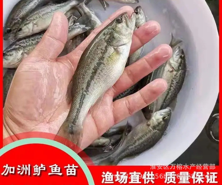 鲈鱼苗
