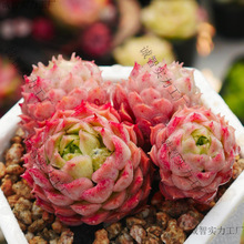 ����ֲ���׃��@�GֲС���Ի��ܸ߶����҃��Ϙ�Ⱥ�����F���w���B