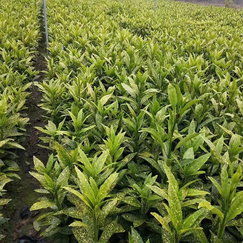 基地批发花叶珊瑚 洒金珊瑚 珊瑚毛球 庭院栽植 常青工程绿化用